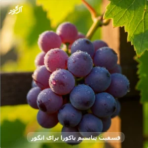 فسفیت پتاسیم یاکوزا برای انگور