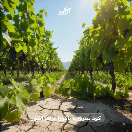 کود نیتروژن یاکوزا برای انگور