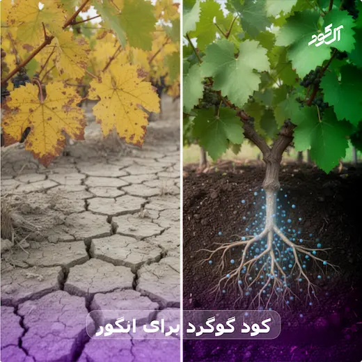 کود گوگرد برای انگور