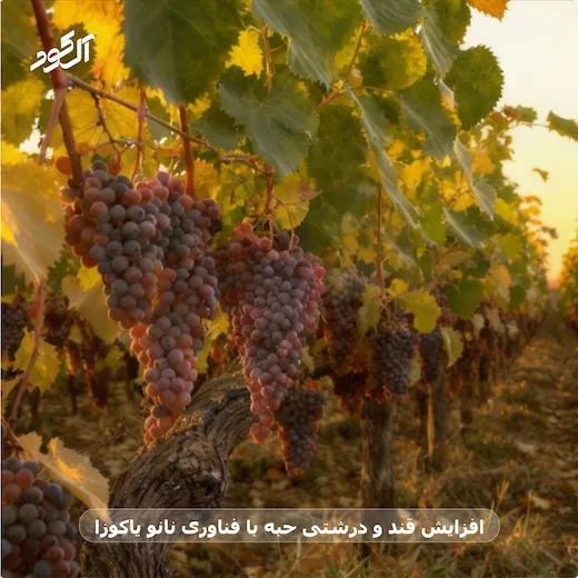 افزایش قند و درشتی حبه با فناوری نانو یاکوزا