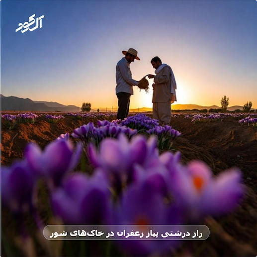 راز درشتی پیاز زعفران در خاک‌های شور