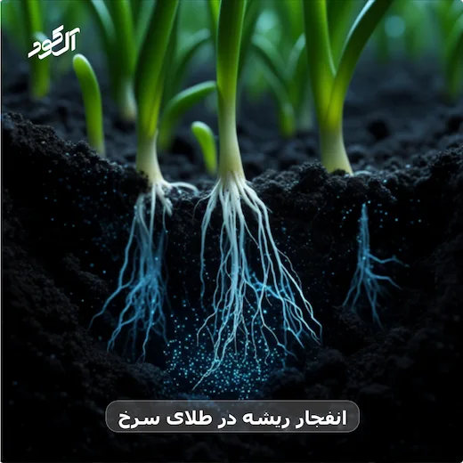 انفجار ریشه در طلای سرخ