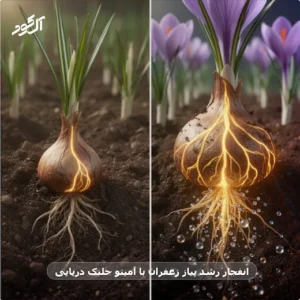 انفجار رشد پیاز زعفران با آمینو جلبک دریایی