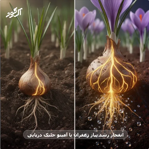 انفجار رشد پیاز زعفران با آمینو جلبک دریایی