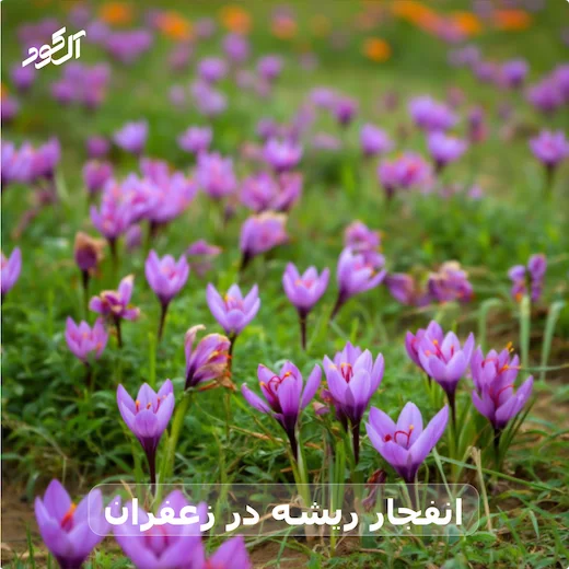 انفجار ریشه در زعفران