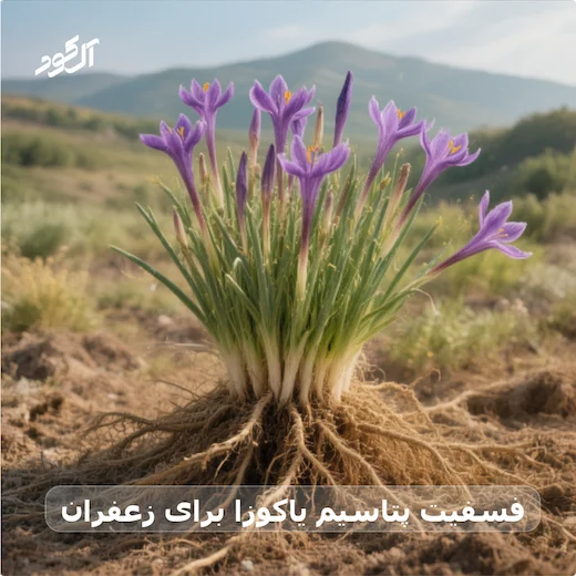 فسفیت پتاسیم یاکوزا برای زعفران