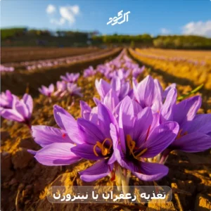 تغذیه زعفران با نیتروژن
