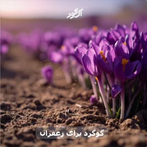 گوگرد برای زعفران