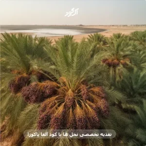 تغذیه تخصصی نخل ها با کود آلفا یاکوزا