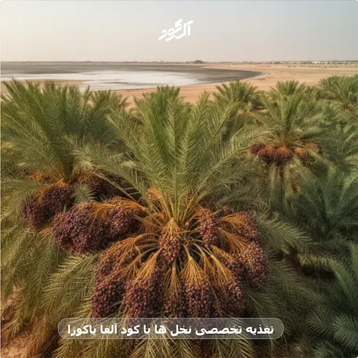 تغذیه تخصصی نخل ها با کود آلفا یاکوزا