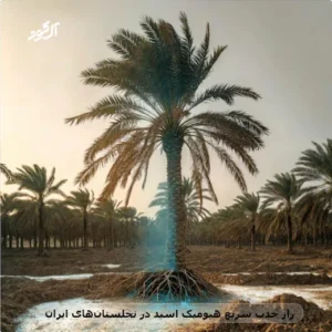 راز جذب سریع هیومیک اسید در نخلستان‌های ایران