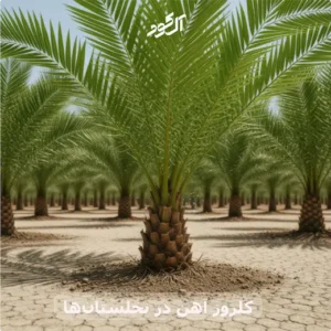 کلروز آهن در نخلستان‌ها