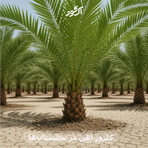 کلروز آهن در نخلستان‌ها