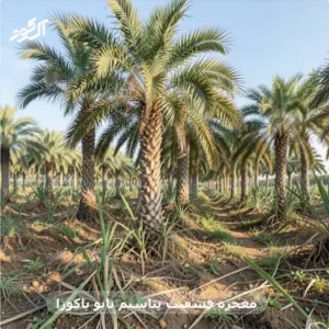 معجزه فسفیت پتاسیم نانو یاکوزا