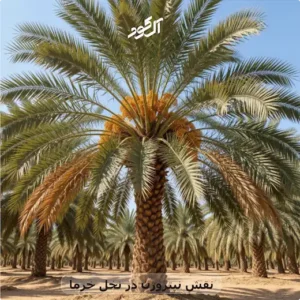 نقش نیتروژن در نخل خرما