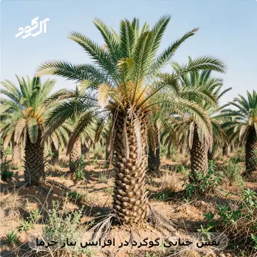 نقش حیاتی گوگرد در افزایش تناژ خرما