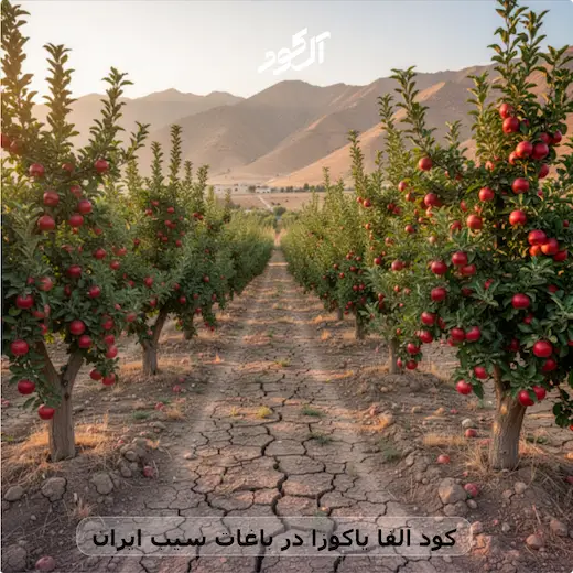 کود آلفا یاکوزا در باغات سیب ایران