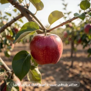 حداکثر باردهی سیب با آمینو جلبک دریایی یاکوزا