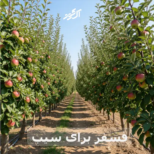 فسفر برای سیب