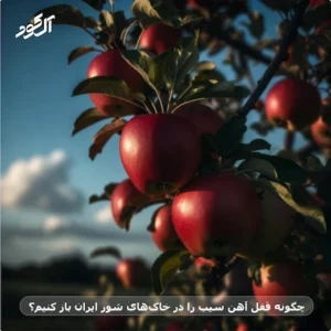 چگونه قفل آهن سیب را در خاک‌های شور ایران باز کنیم؟