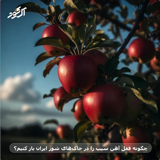 چگونه قفل آهن سیب را در خاک‌های شور ایران باز کنیم؟