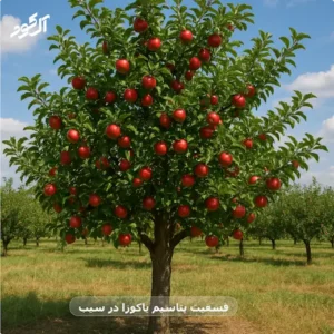 فسفیت پتاسیم یاکوزا در سیب