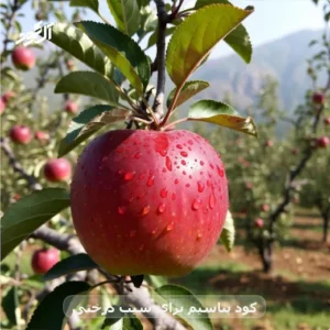 کود پتاسیم برای سیب درختی