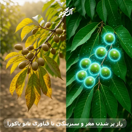 راز پر شدن مغز و سبزینگی با فناوری نانو یاکوزا