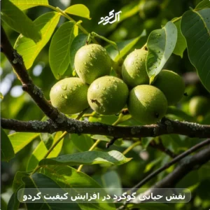 نقش حیاتی گوگرد در افزایش کیفیت گردو