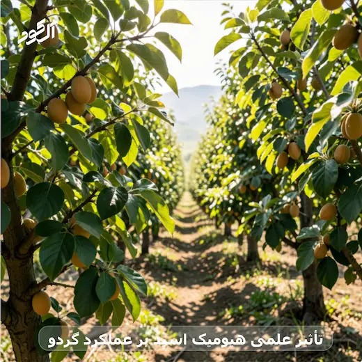 تأثیر علمی هیومیک اسید بر عملکرد گردو