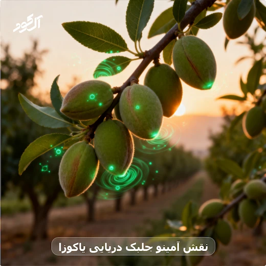 نقش آمینو جلبک دریایی یاکوزا