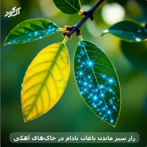 راز سبز ماندن باغات بادام در خاک‌های آهکی