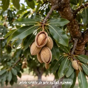 معجزه گوگرد نانو در باغات بادام