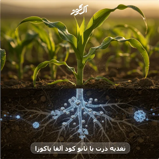 تغذیه ذرت با نانو کود آلفا یاکوزا