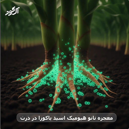 معجزه نانو هیومیک اسید یاکوزا در ذرت