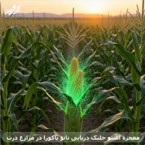 معجزه آمینو جلبک دریایی نانو یاکوزا در مزارع ذرت