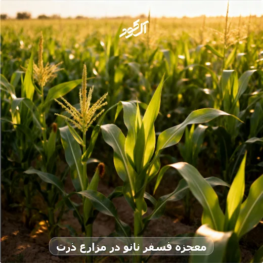 معجزه فسفر نانو در مزارع ذرت