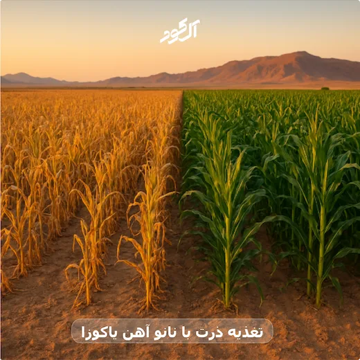 تغذیه ذرت با نانو آهن یاکوزا