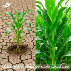 نقش فسفیت پتاسیم نانو یاکوزا در ارتقای عملکرد