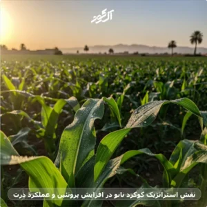 نقش استراژیک گوگرد نانو در اقزایش پروتئین و عملکرد ذرت