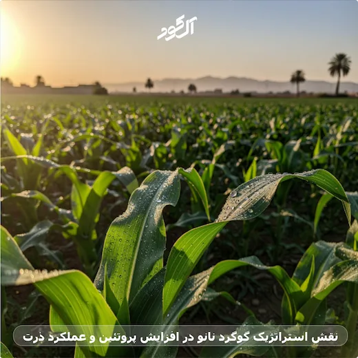 نقش استراژیک گوگرد نانو در اقزایش پروتئین و عملکرد ذرت