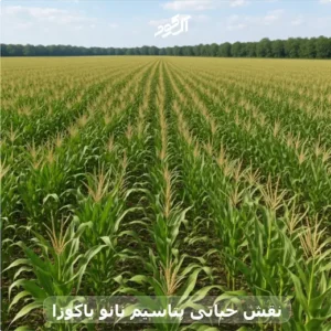 نقش حیاتی پتاسیم نانو یاکوزا