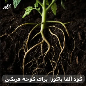 کود آلفا یاکوزا برای گوجه فرنگی