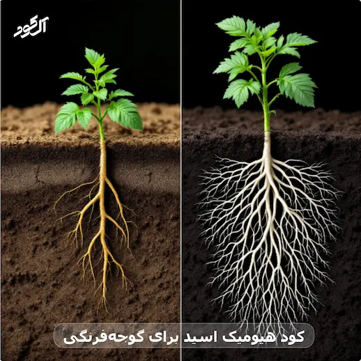 کود هیومیک اسید برای گوجه‌فرنگی