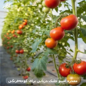 معجزه آمینو جلبک دریایی برای گوجه‌فرنگی