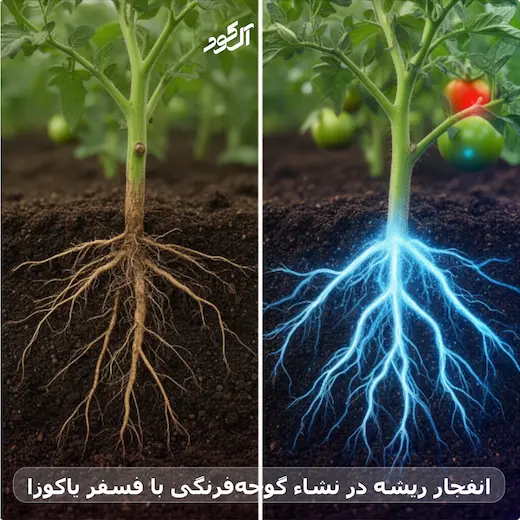 انفجار ریشه در نشاء گوجه‌فرنگی با فسفر یاکوزا