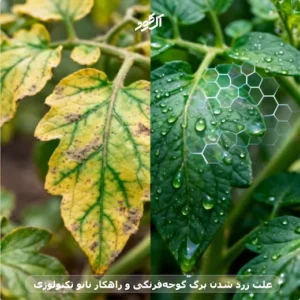 علت زرد شدن برگ گوجه‌فرنگی و راهکار نانو تکنولوژی
