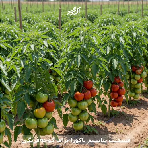 فسفیت پتاسیم یاکوزا برای گوجه‌فرنگی