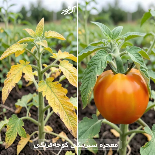 معجزه سبزینگی گوجه‌فرنگی