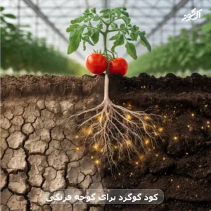 کود گوگرد برای گوجه فرنگی